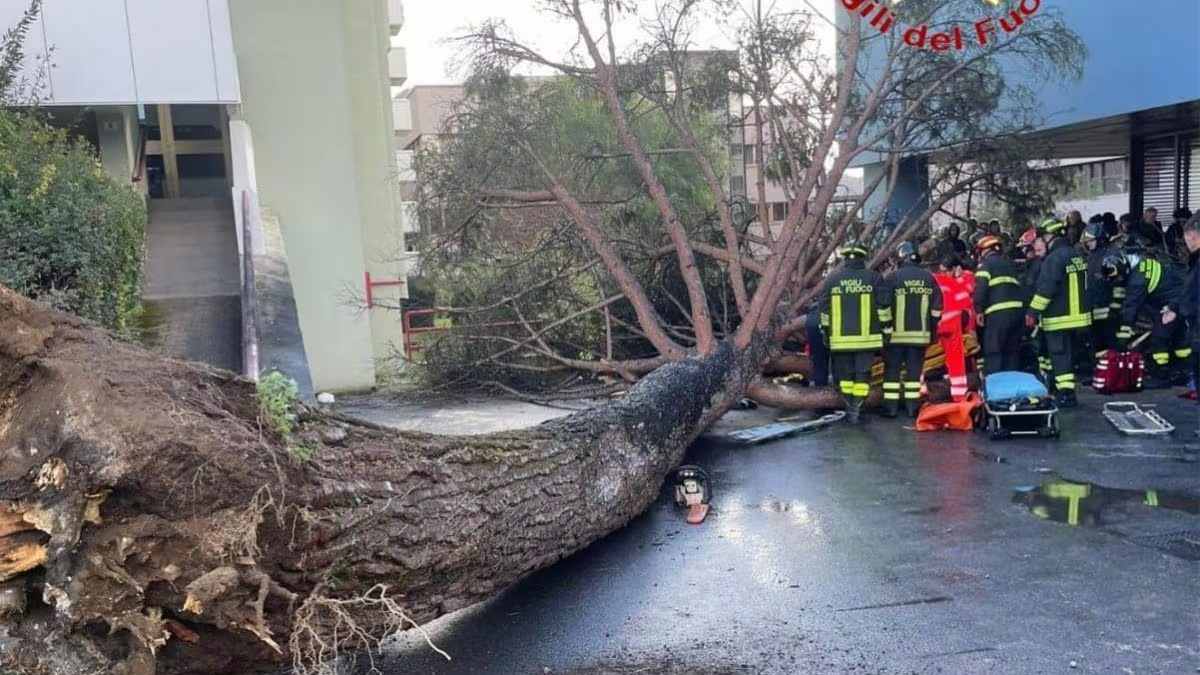 cade albero università salerno