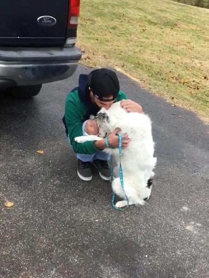 Lettera di un cane abbandonato al suo padrone