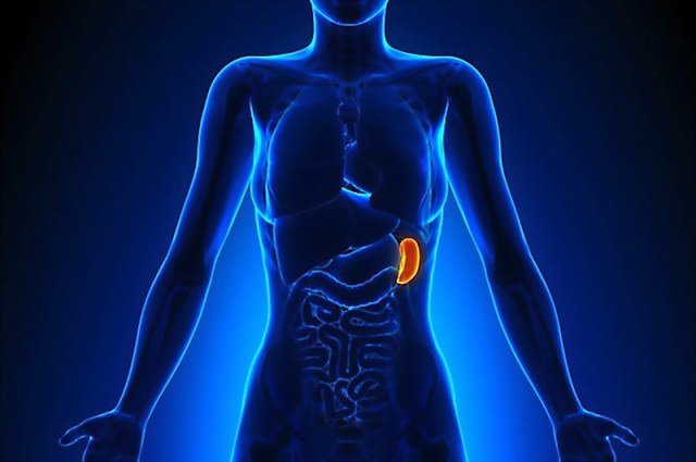 i due punti puliscono i benefici della polvere quale sistema rimuove i prodotti di scarto dal corpo