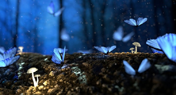 Le Farfalle Sono Messaggere Spirituali Guarda Cosa Significano Per Te
