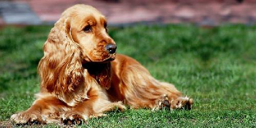 Le Razze Di Cani Con Le Orecchie Lunghe E Come Prendersene Cura