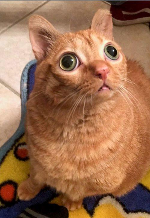 Gatto Con Grandi Occhi Sporgenti Gode Della Fama E Tutti Fanno Teorie Per Spiegare Il Suo Aspetto