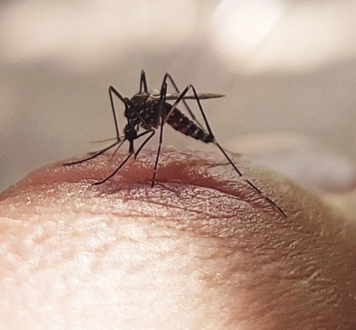 Virus Dengue