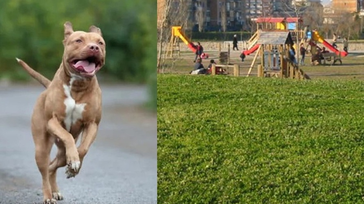 Tragedia in un parco: bimba di 4 anni aggredita da un pitbull