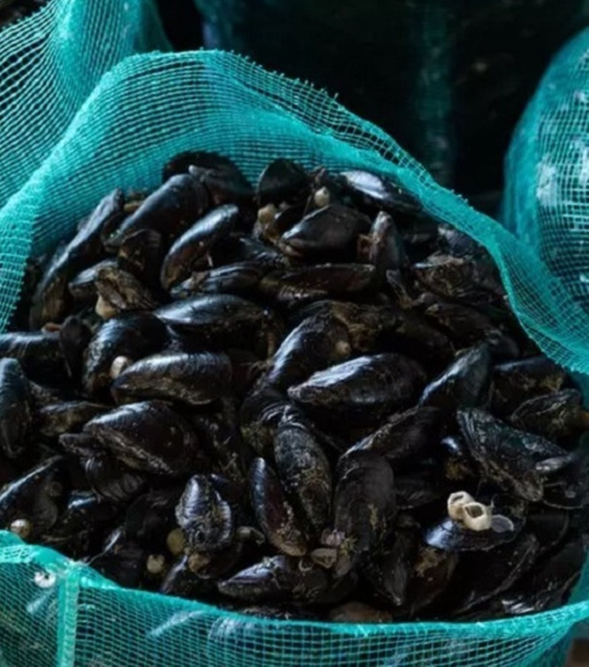 epatite a napoli allarme