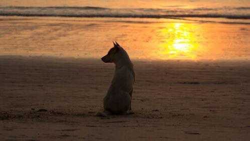Il Dolore Per La Morte Di Un Animale Domestico E Pari A Quello Per Un Familiare